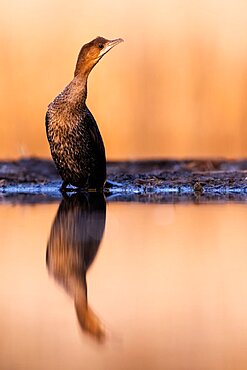 Cormorant (Phalacrocoracidae) in the lake at dawn. Slovakia