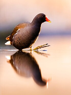 Coot (Gallinula chloropus) in the lake at dawn. Slovakia