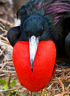 Portrait of Magnificent frigatebird (Fregata magnificens). Galapagos Islands. Birds. Ecuador.