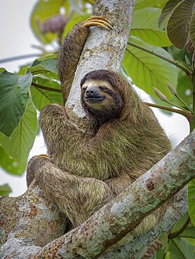 Brown-throated Three-toed Sloth (Bradypus variegatus), Panama