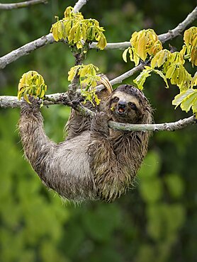 Brown-throated Three-toed Sloth (Bradypus variegatus), Panama