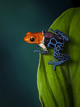 Poison frog (Ranitomeya fantastica), ?Nominal? morph, male carrying tadpole, Peru