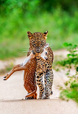 Leopard (Panthera pardus kotiya) with prey. Very rare shot. Sri Lanka. Yala National Park