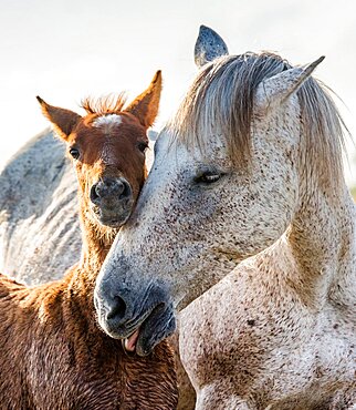 Mare with her foal. White Camargue horse. Parc naturel regional de Camargue. France. Provence.