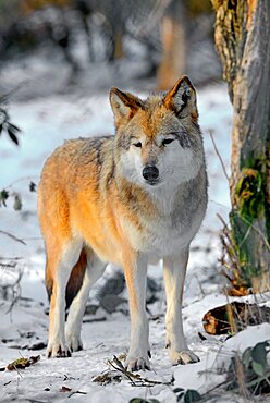 Tundra wolf (Canis lupus albus), Eurasian tundras, Captivity