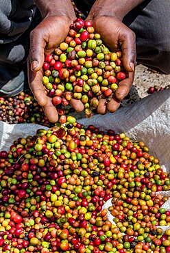 Grains of ripe coffee in the handbreadths of a person. East Africa. Coffee plantation.