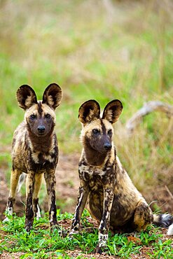 African wild dog, African painted dog, painted wolf or African hunting dog (Lycaon pictus). Mpumalanga. South Africa.