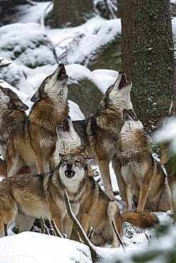 Pack of wolves howling (Canis lupus) on snow, captive, Sumava National Park, Bohemian Forest, Czech Republic, Europe