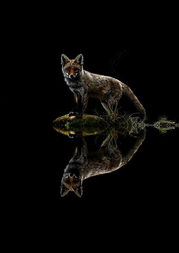 Red fox (Vulpes vulpes) at the edge of water at night, Salamanca, Spain