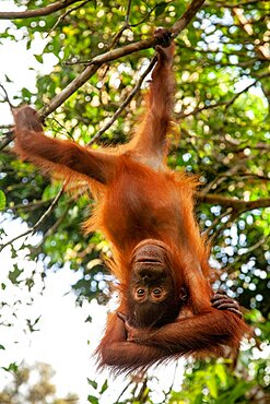 Bornean orangutan (Pongo pygmaeus) juvenile playing in tree, Tanjung Puting National Park, Central Kalimantan, Indonesia