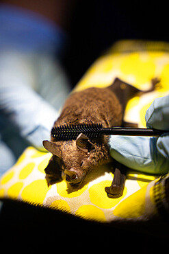 Researchers applying a mascara brush to the hairs of a Sowell's short-tailed bat (Carollia sowelli) to test methods to capture pollen that bats may carry as part of a pollination study, rainforest at the "La Selva" research station in Puerto Viejo de Sarapiqui, Costa Rica