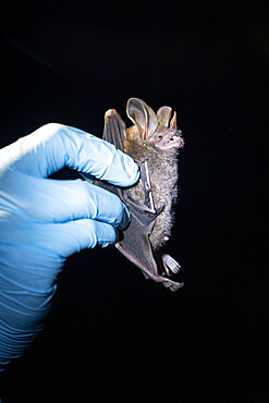 Fringe-lipped Bat (Trachops cirrhosus) in the hand of a scientist as part of a pollination study, tropical forest at the "La Selva" research station in Puerto Viejo de Sarapiqui, Costa Rica