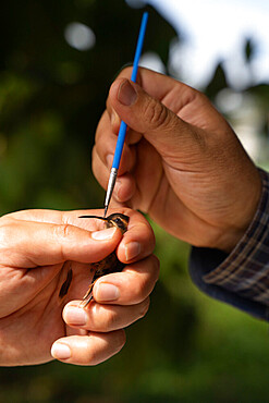 Researchers picking up pollen with a brush from the beak of a hummingbird Stripe-throated Hermit as part of a pollination study, rainforest at the "La Selva" research station in Puerto Viejo de Sarapiqui, Costa Rica