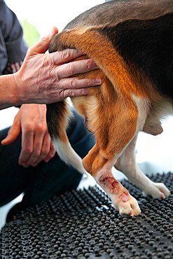 Veterinarian handling a beagle dog on a destabilization platform for functional recovery from a herniated disc