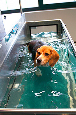 Beagle dog on a submerged mat during physiotherapy following a surgically operated herniated disc