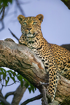 A leopard (Panthera pardus) with beautiful green eyes resting in a tree. Tuli Block. Botswana.