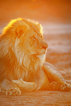 Lion (Panthera leo). Mashatu, Northern Tuli Game Reserve. Botswana