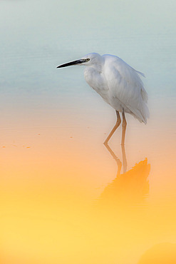 Little egret (Egretta garzetta) on a blue and yellow background, Gulf of Morbihan, Brittany, France