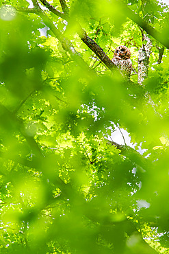 Tawny owl (Strix aluco) on a branch, Canton of Geneva, Switzerland