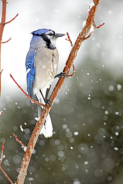 Blue Jay (Cyanocitta cristata) on a bush. Jay under a snowfall. Mauricie region. Quebec. Canada