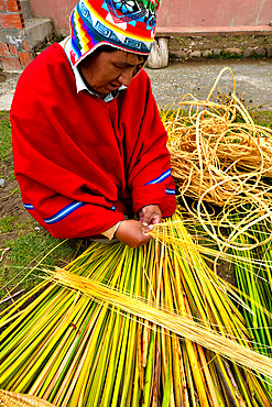 Aymara working the totora (Schoenoplectus californicus subsp. tatora), Lake Titicaca, Bolivia