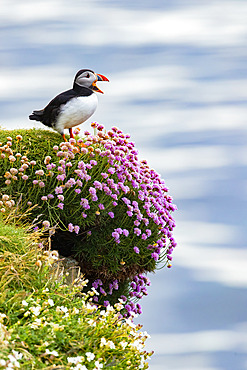 Puffin (Fratercula artica) calling on a cliff, Island of Mailand, Scotland