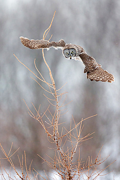 Great Grey Owl (Strix nebulosa) flying off to hunt, Cap Tourmente, Quebec, Canada