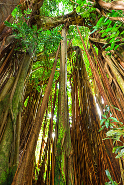 Indian banyan (Ficus benghalensis), Sainte Anne, Reunion Island, France