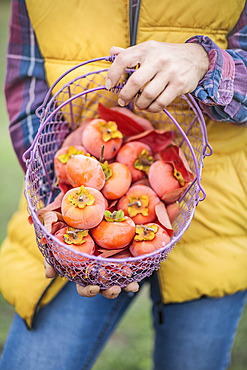 Harvesting persimmons in autumn