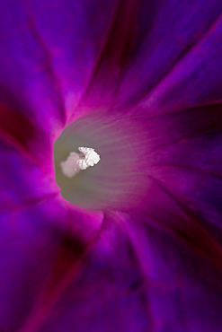 Common morning glory (Ipomoea purpurea) flower close-up, Gard, France