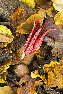 Devils claw fungus (Clathrus archeri) formerly (Anthurus archeri), Atton, Lorraine, France