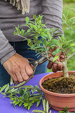 Potting a pruned olive tree in a pot, step by step. Training pruning.