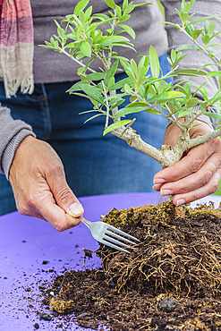 Repotting a bonsai olive tree in a pot, step by step. Reducing the volume of the root ball with an old fork.