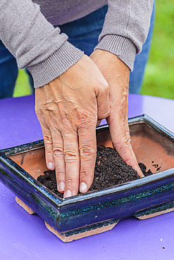 Potting a bonsai olive tree in a pot, step by step. Preparing the bed by making a mound in the bowl before planting.