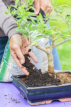 Potting a pruned bonsai olive tree in a pot, step by step. Filling with bonsai substrate.