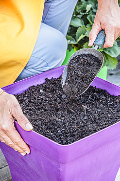 Sowing carrots in a tray, step by step