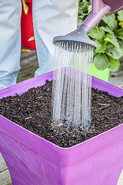 Sowing carrots in a tray, step by step