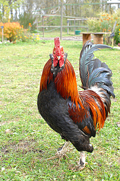 Ardennes cock in a garden