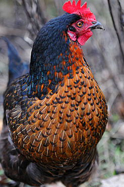 Portrait of a black laying hen with a tan ruff