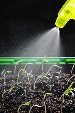 Watering, germination, Tomato seed (Solanum lycopersicum), Black Cherry variety, indoor grow kit, Belfort, Territoire de Belfort, France