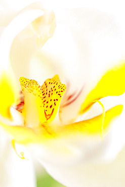 White Moth orchid (Phalaenopsis sp.)