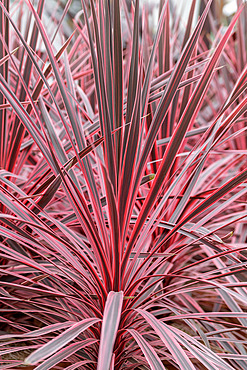 Cordyline 'Charlie Boy'