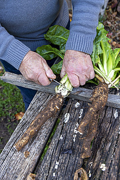 Preparing to transplant endives, France, Moselle, autumn