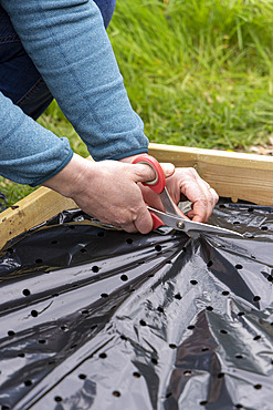 Planting of 'Gariguette' strawberry plants on a mulch sheet, also preventing cats from scratching the soil, Pas de Calais, France