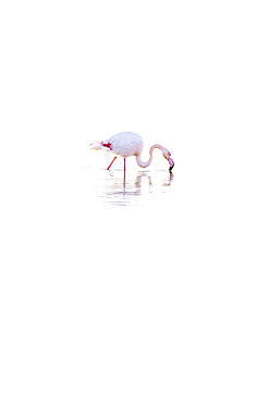 Greater Flamingo (Phoenicopterus roseus), Camargue, France