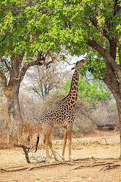 Rhodesian giraffe (Giraffa camelopardalis thornicrofti), more commonly known as Thornicroft?s giraffe, endemic in Zambia, South Luangwa, eating flowers of sausage tree, South Luangwa natioinal Park, Zambia, Africa