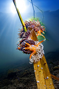 Four-colour nudibranch (Godiva quadricolor), Laguna Torrefumo, Gulf of Naples, Tyrrhenian Sea, Mediterranean Sea