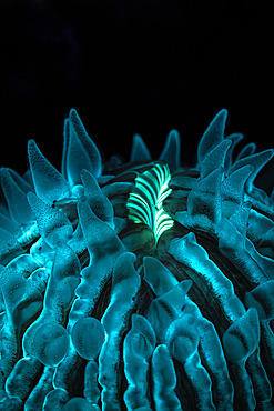 Fluorescent coral mushroom. Fluorescent coral (Fungiidae sp) attracting its prey in the dark of night, Mayotte