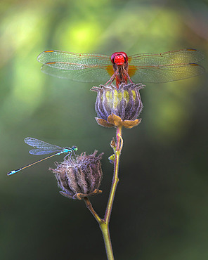 Scarlet dragonfly (Crocothemis erythraea) and Damselfly, Emilia-Romagna, Italy