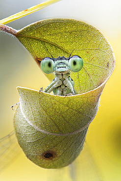 Damselfly on a leaf